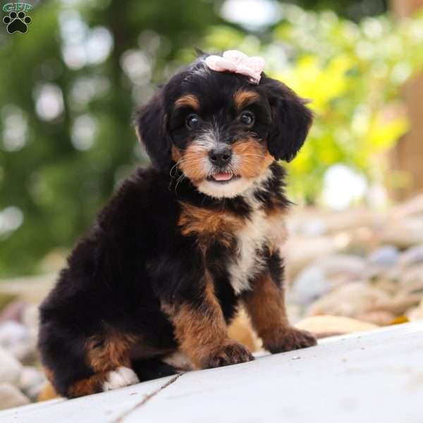 Sweet Caroline, Mini Bernedoodle Puppy